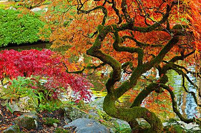 《饥荒：联机版》新角色发布 时间守护者旺达登场