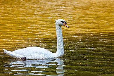 《inZOI》无同性恋被玩家批评 官方表示在紧急修复